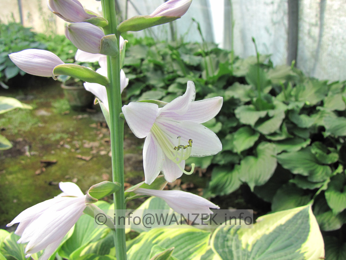 Hosta Hybride Wide Brim Bluete 1.JPG
